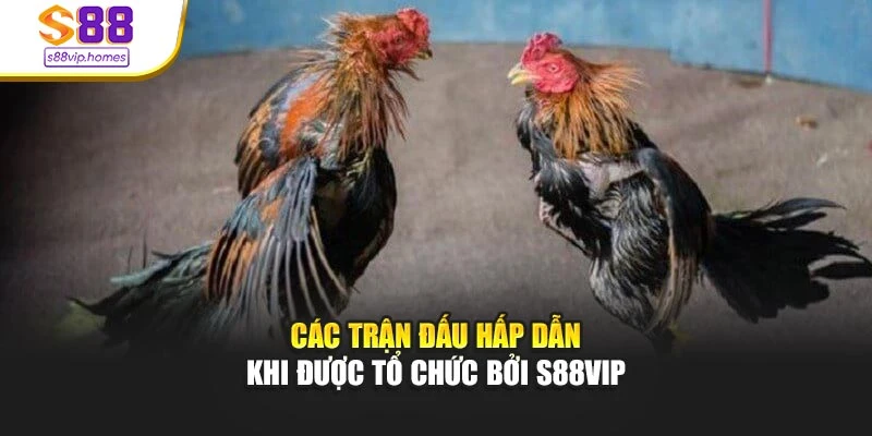 Các trận đấu hấp dẫn khi được tổ chức bởi s88vip