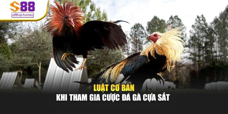 Luật cơ bản khi tham gia cược đá gà cựa sắt