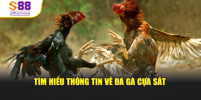 Tìm hiểu thông tin về đá gà cựa sắt
